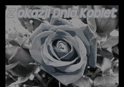 Niebieska róża na dzień kobiet